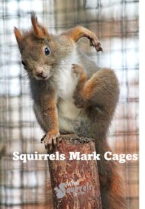 squirrel's mark cages with urine