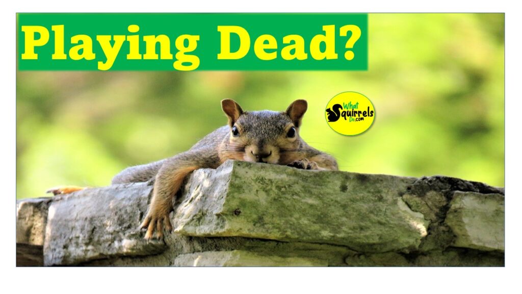 Do squirrels play dead to avoid capture