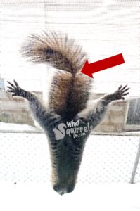 close up image of squirrel tail looking like long rat tail