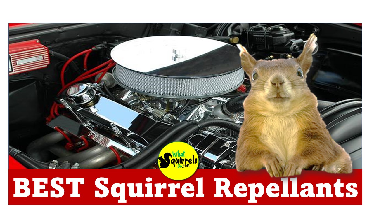 Best Squirrel Repellant for Cars, Boats, RV’s, Grills and Other Outdoor