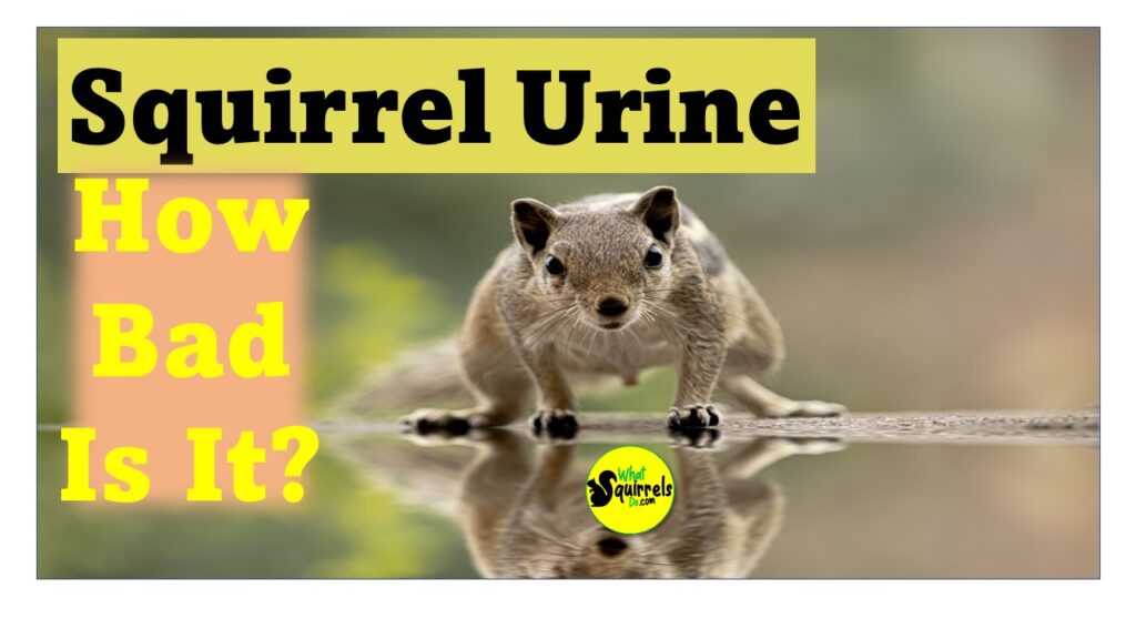 what squirrel urine smells like