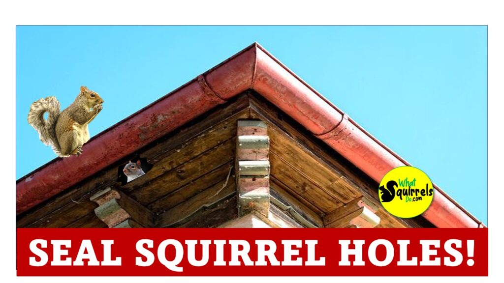 when to seal squirrel holes