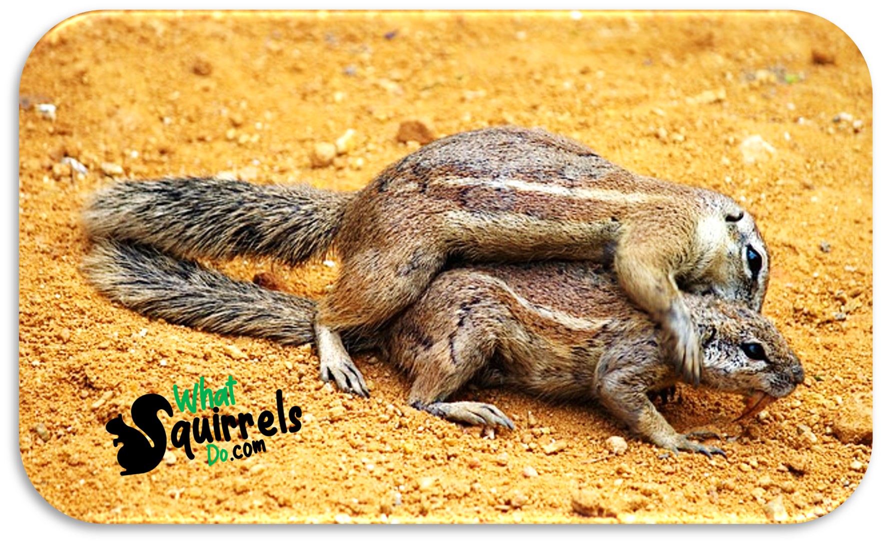 Can Squirrels and Rats Mate? What about Chipmunks? Squirrel Breeding