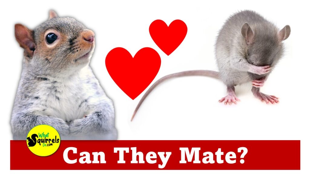 Can squirrels and rats mate