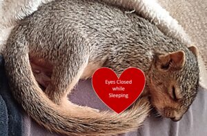 image squirrel sleeping with closed eyes