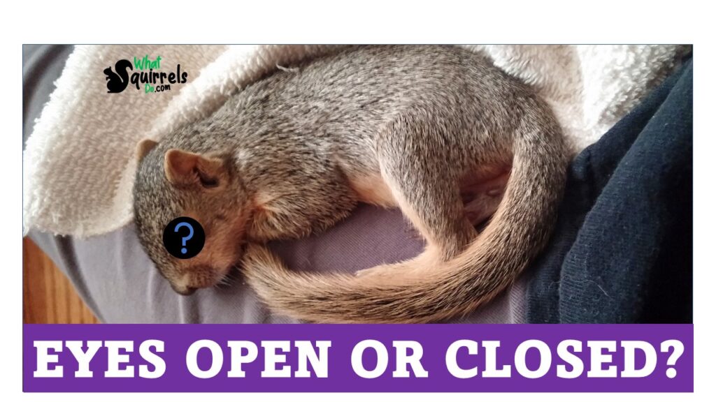 do squirrels sleep with open or closed eyes