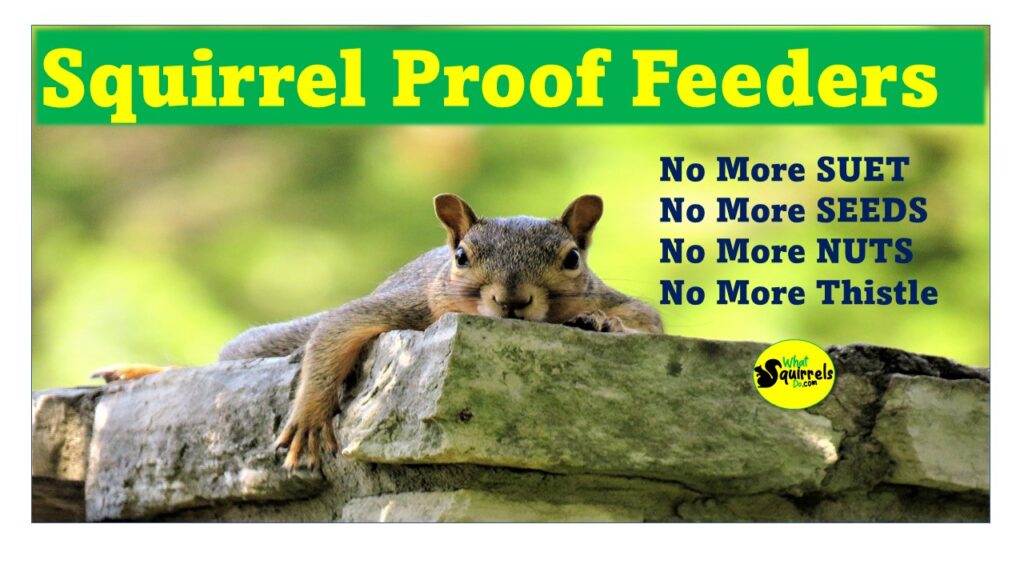 squirrel proof feeders for suet, thistle, sunflower seed, nuts and fruit