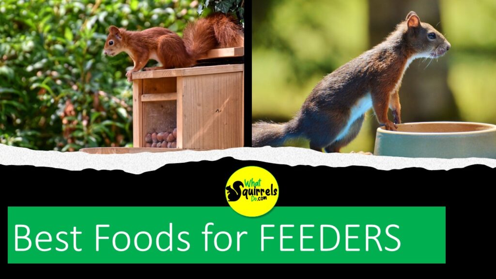 foods to put inside a squirrel feeder