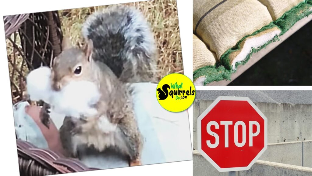 squirrel destroying cushion with stuffing in mouth